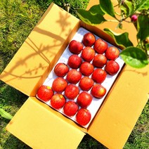 부사 황금사과 시나노골드 감홍 홍로 홍옥 아오리 사과 3kg 5kg 10kg, 정품, 대과 4.5kg(12~14과)