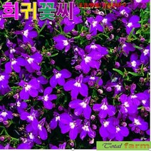 (씨앗) 팝플러스로벨리아 리베라퍼플 20립, 1개