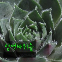 삼색바위솔 (노지월동) 지름 9cm 소품 다육화분, 3개