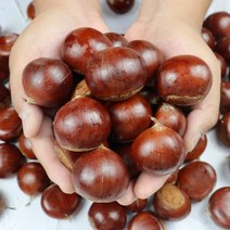 단단한 공주정안 햇 옥광밤 대2kg 생밤 생율 알밤, 상세페이지 참조