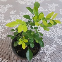 오렌지 자스민(S) 2020 새상품