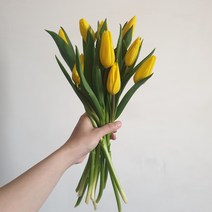 다이아몬드릴리(Diamondlily) 내방에 튤립 한단 노랑 옐로우 생화 꽃다발, 화이트 포장