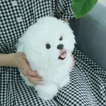 진짜같은 리얼 비숑 강아지인형 [위더펫 개 비숑프리제 애착 동물인형], 단품