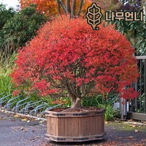 단풍철쭉 나무언니, 캄파눌라투스 P9cm 포트