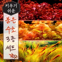 [미초 서비스증정] 키우기 쉬운 붉은 수초 3종 초보세트 (슈퍼레드/레드카붐바/베트남레드) / 초보자용 어항 수초 / 수초 세트 / 구피 수초
