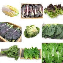 야채왕 쌈채소 꽃상추 적겨자 로메인 당귀 오크 캠핑채소 모듬쌈, 적치커리 500g
