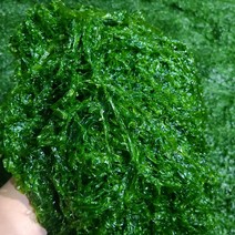 산지직송 완도산 생 파래 물파래 200g 1kg 2kg 4kg 8kg 10kg, 생파래 2kg(2kg 1개)