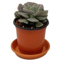 미스터허브 실내 공기정화식물 식용허브 키우기 화분 분갈이 인테리어 식물, 76_큐백