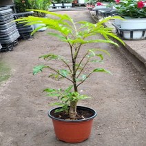 행복한꽃순이 폴리셔스(30cm전후), 1개