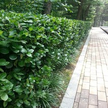 충주원예조경 / 사철나무 / 울타리 / 1m / 5주, 주