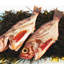 뽈락 가거도 불볼락 구이 튀김 탕 청정 생선 특대2미 대2미, 가거도 불볼락 특대 2미
