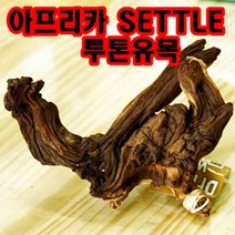 아프리카 투톤유목 약 15~20cm (랜덤). 수족관 어항, 1개
