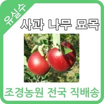 대한조경농원 사과 나무묘목 (1년생-5주묶음) 썸머프린스 쓰기루 홍로 아리수 홍옥 로얄후지 미얀마 미시마 미야미 후지 기꾸 루비에스 알프스오토메, 미야비후지
