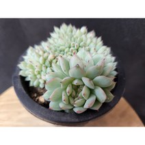 정화다육 다육식물 티피철화, 1개