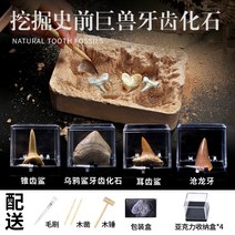 암모나이트화석 발굴키트 유물 발굴 화석 키트 고대유물 세트, 화석화된 치아 발굴