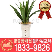 [플라워포유] 산천관 동양난 서양난 승진축하 인사이동 개업난 선물 꽃배달 동양란 개업화분