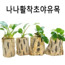 팝아쿠아 나나활착초야우드 [1개]/수초