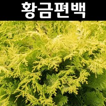 황금편백 키1.8m 내외(분) 1개/나무 묘목/상록수/조경용