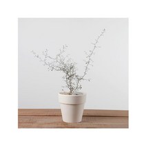 마오리코로키아 테라코타 이태리토분 화이트, 마오리코로키아 화이트토분