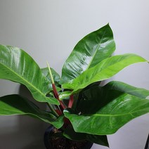 그린식물팜 반려식물 대엽콩고 중대품 50~60cm 99, 1개