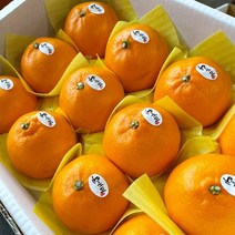 (용이다팜) 과즙대박 제주 천혜향 / 안전포장배송, 3kg (12-16과)