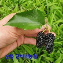 2022년 햇오디 5kg 출하중 순창오디, 1개