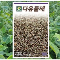 곡물-다유들깨 200g 착유 들기름 씨앗 종자