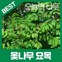 합리적 가격의 우수한 옻나무묘목 판매