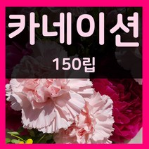 꽃씨몰 꽃씨 봄 파종 여름꽃씨 가을 노지월동 다년생 야생화 양귀비 종자 꽃씨앗, 210.카네이션 150립(다년생)