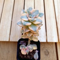 살구미인금 물이들면 예쁜 다육식물1-40 랜덤, 단품, 1개