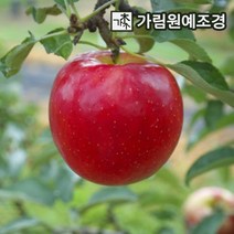 사과나무 유실수 정원수 가림원예조경, 아리수 접목1년 특묘 [신품종]