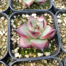 [수암다육] 블랙슈클 랜덤발송 Echeveria agavoides sp. 랜덤발송 다육 다육이 다육식물 265