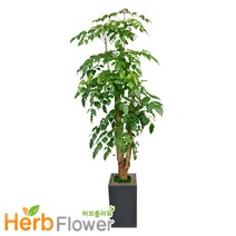 2m대형화분 개업화분 행운목 금전수 황금죽 축하화분 전국당일꽃배달, A-02 대박나무, 1개