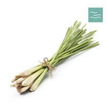 마타바 에센셜 오일 10ml, 시트로넬라