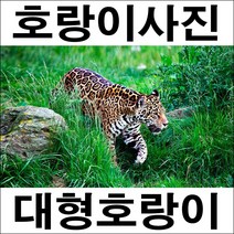 C328/표범/호랑이그림/호랑이사진/인테리어소품/풍경사진