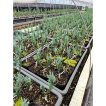 (측백/주니프러스) 블루헤븐 9cm 사각포트(접목묘)