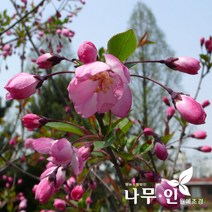 [나무인] 수사해당(서부해당) 개화주