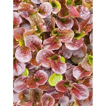 상추모종10개 오향 적치마 (모종파머스), 40개