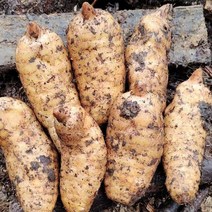 OKYAIOS 야생 신선하다천마 생천마, 1kg
