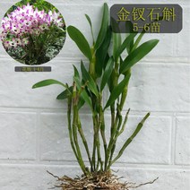 금채석곡 덴드로비움 Dendrobium nobile Lindl, 01. 5촉(화분 미포함)