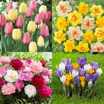 식물마켓 구근 모음, 식물 네임택 50개 SET T자형(화이트), 1개