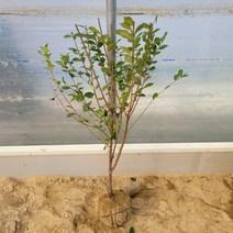 [과실수] 앵두나무 묘목 결실주(분) 농장직송