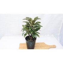 초코킹 공기정화식물 실내공기정화식물 게업식물 집들이화분