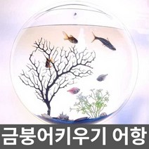 금붕어키우기 어항 베타어항 구피키우기 미니어항