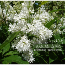 lilac 아그네스 스미스 [1포트] 프레스토니아 라일락(복남이네야생화 여름 야생화 정원수 꽃나무 화이트 syringa x prestoniae agnes smith)