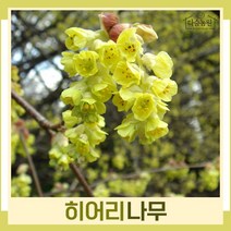 히어리나무 묘목 키1m(폭30cm) 1개