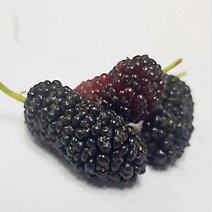 오디잼 오디쨈 만들기 오디스프레드 오디청 오디술 등 국내산 2022년 토종오디 5/10kg, 5kg