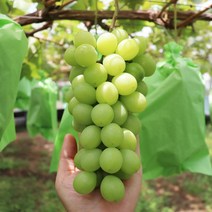 23년 천안 망고포도 샤인머스켓 1kg 2kg 4kg 특샤인머스켓 예약주문 샤인머스캣, 푸띠 천안 망고포도 샤인머스켓 1kg 특, 1개