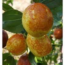 사과대추나무 무료배송 상품