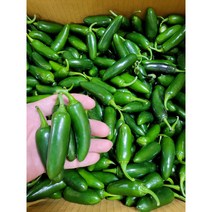 할라피뇨고추 퍼펙트 퍼펙토 아삭이 장아찌용, 5kg
